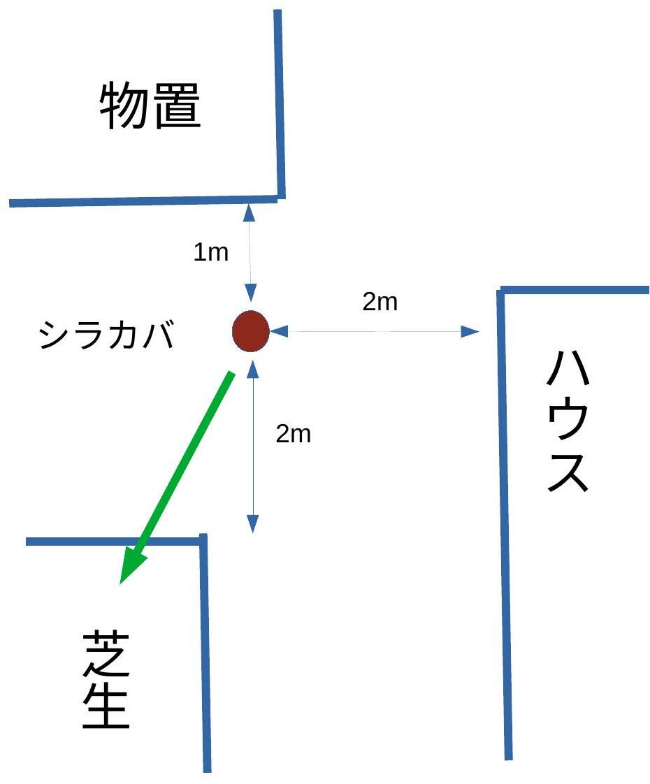 図1:  伐倒するシラカバの位置。緑の矢印が伐倒方向。