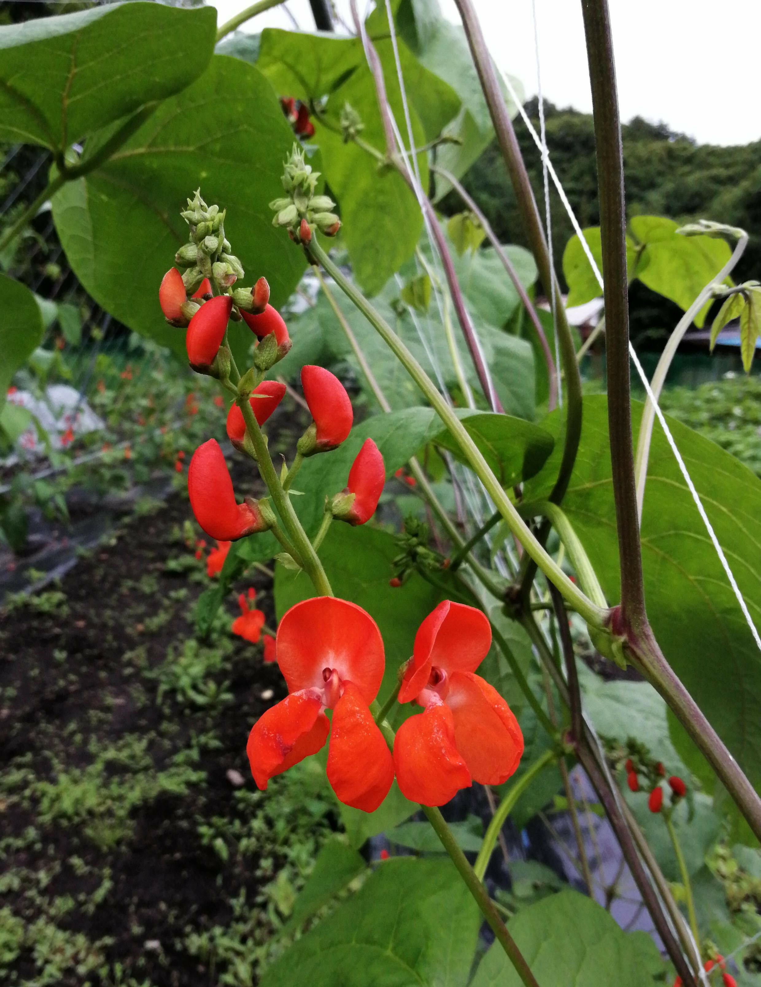 図4:  梅雨の曇り空と花豆の花