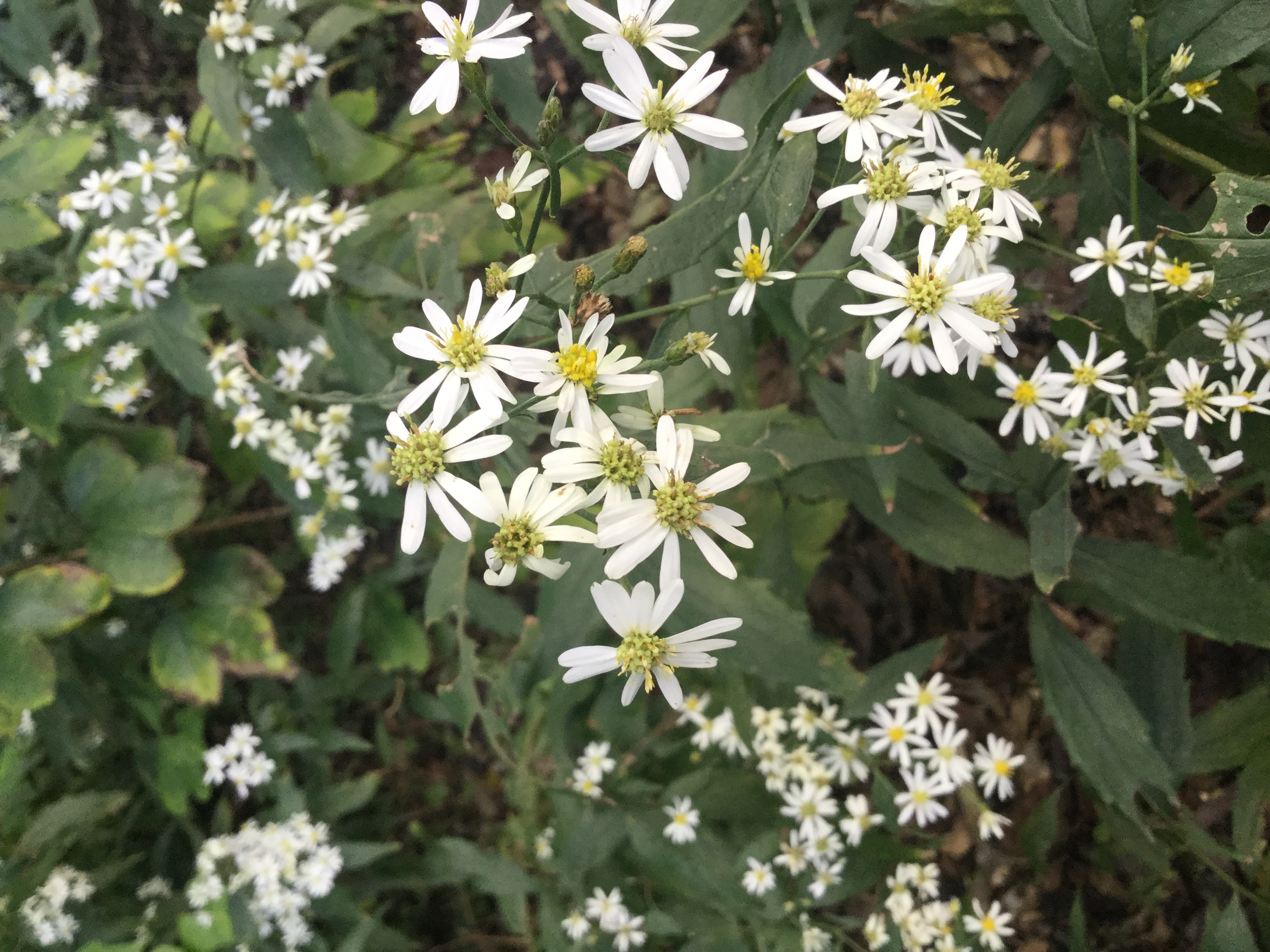 図2: 名前不詳の花