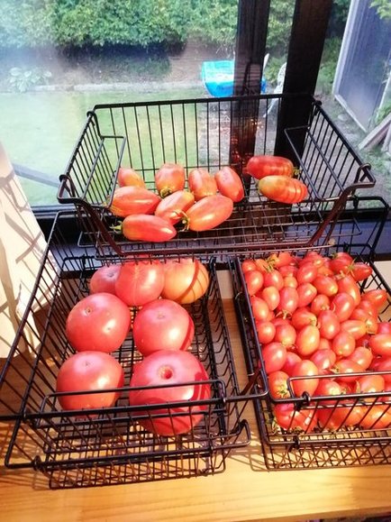 図5: 毎日のように収穫したトマトは窓際でワイヤーバスケットに一時保管して追熟させました。