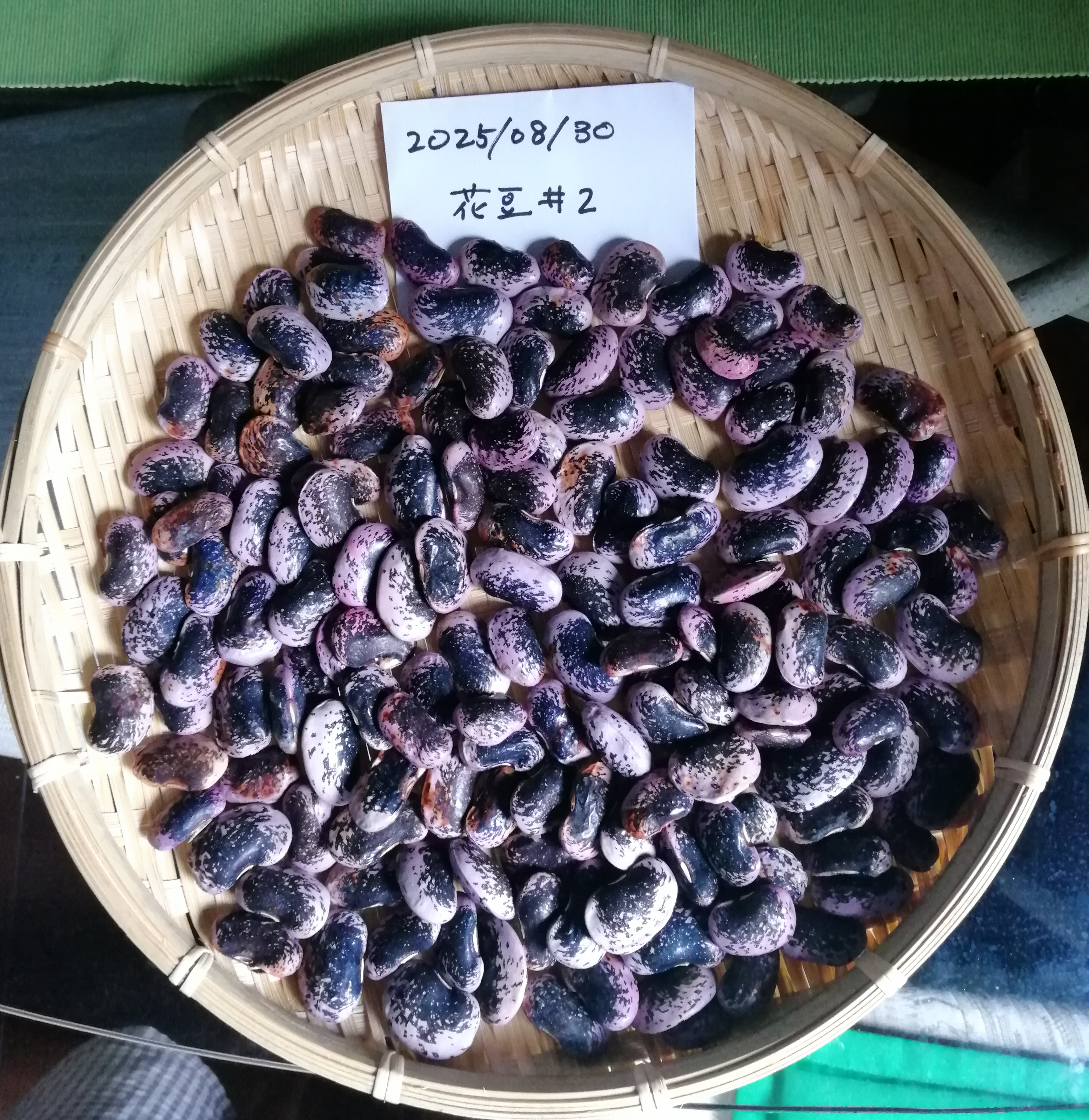 図3: 実がついただけで大満足、はしりの花豆収穫(2025/08/30)