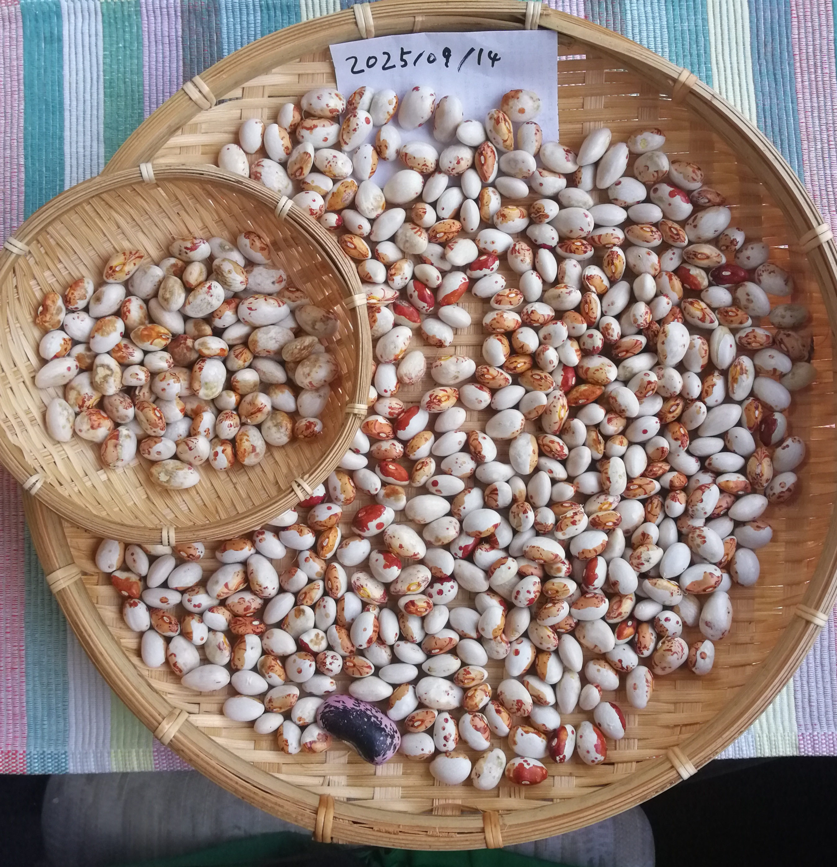 図4: トラ豆収穫（2025/09/14）