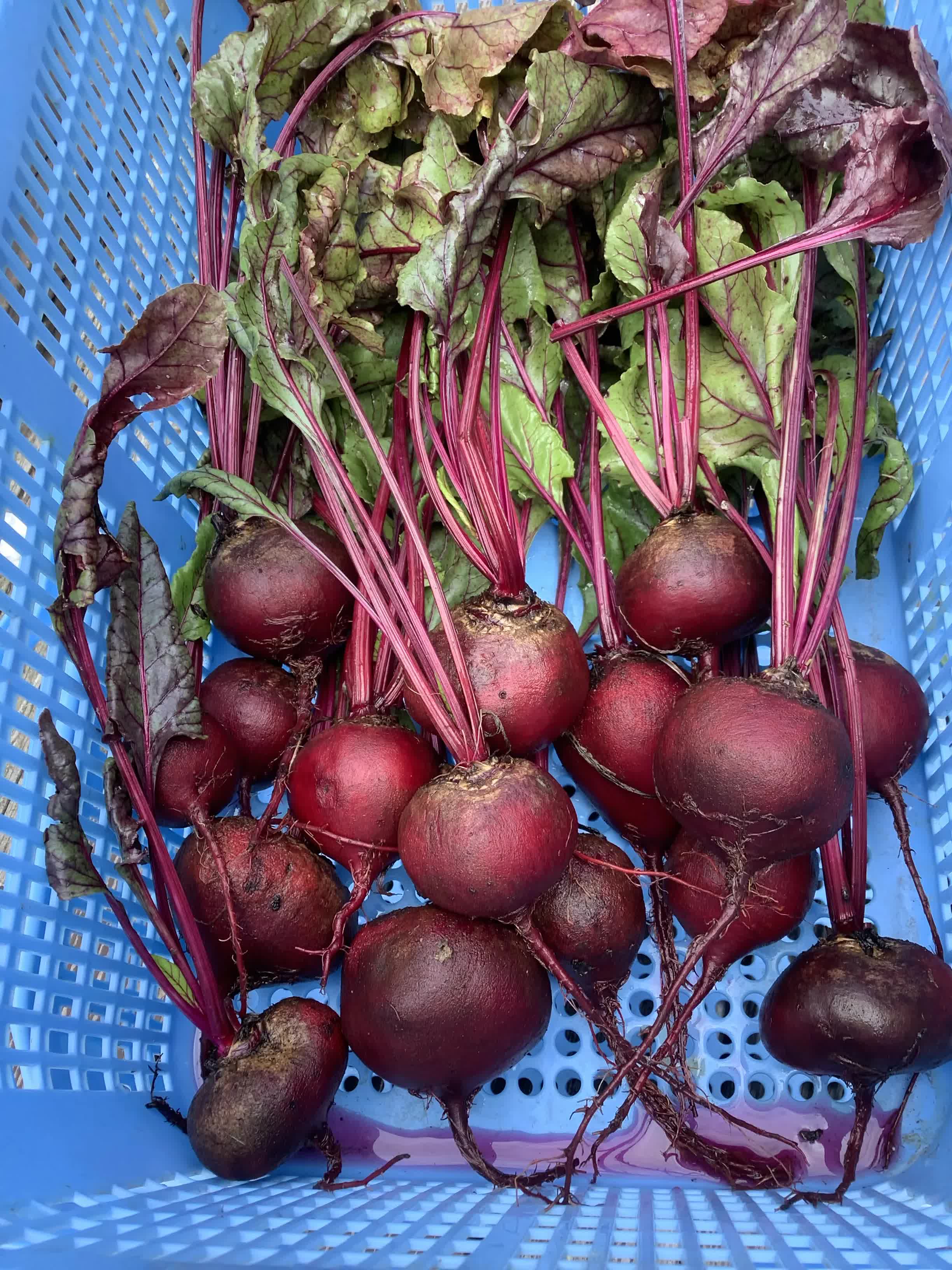 図6: 家内作の採りたてビート