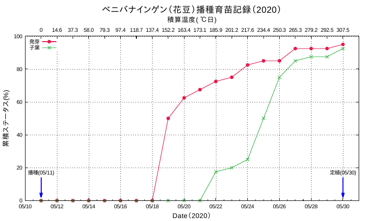 図1: 花豆の発芽と子葉になるまでの経過（ N=40 ）。Y軸は種・苗のステータス（種、発芽、子葉）を累積パーセントにしたものです。X軸の第1軸は年月日、第2軸は積算温度（ ℃ ）。